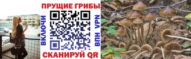 Псилоцибиновые грибы Psilocybine cubensis  Белебей 